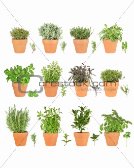Large Herb Selection in Pots