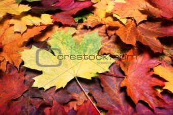Leaves of autumn