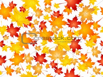 Falling maple leaves