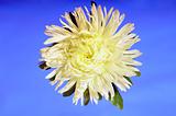 Chrysanthemum flower 