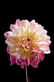 Waterlily dahila flower