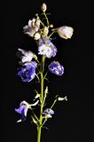 delphinium flower
