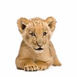 Lion Cub (8 weeks)