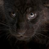 Jaguar cub - 2 months - Panthera onca
