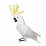 Sulphur-crested Cockatoo (22 years) - Cacatua galerita