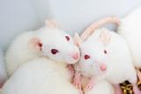 White rats