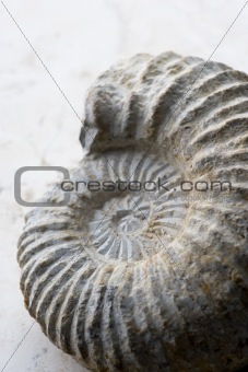 Close Up Of Spiral Shaped Seashell