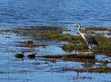 Grey Heron and two turtles