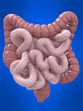 colon and intestines