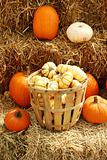 Pumpkins and gourds in a basket