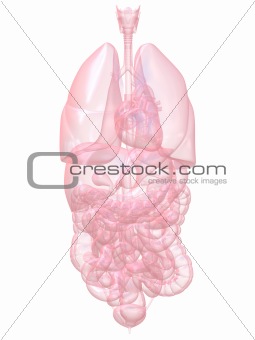 human organs