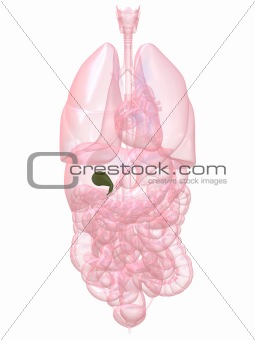 human gall bladder
