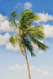 palm tree over sky background