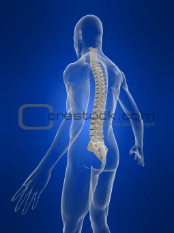 3d spine