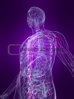 marked lymphatic system