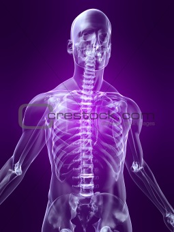 skeletal torso