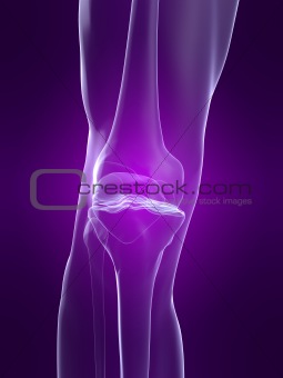 skeletal knee