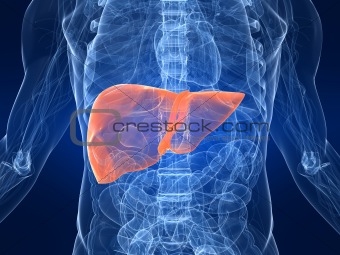 marked liver