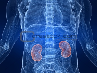 marked kidneys