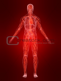 highlighted vascular system