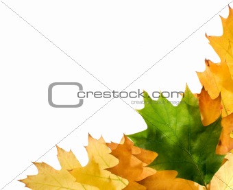 Autumn leaves for design