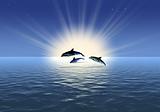 Three dolphin