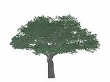 tree_dense