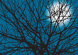 Tree Branches Silhouette With Moon At Back