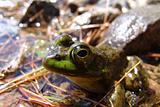 Frog Side Profile