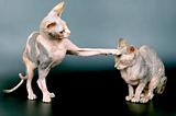 The Canadian sphynxes