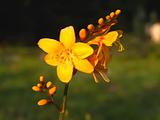 beautiful single yellow garden flower 
