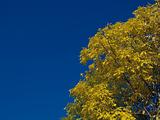 autumn landscape with blue sky and yellow tree