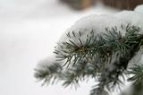 Spruce branch under snow