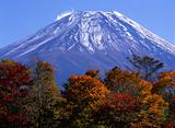 Mount Fuji in Fall VII