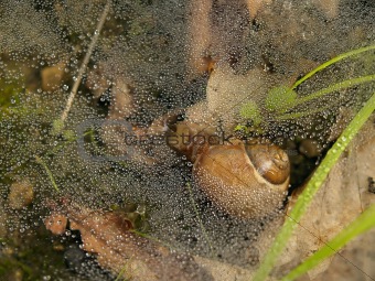 forest snail under dew web  