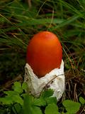 small red caesarian mushroom in grass  
