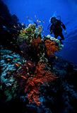 Diver and soft coral