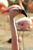 Pink Flamingo Close-up