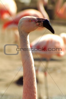 Pink Flamingo Close-up