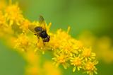 Black fly on yellow flowers