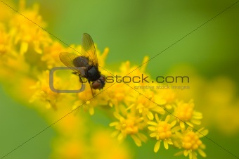 Black fly on yellow flowers