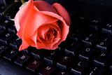 Rose On Computer Keyboard