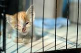 Injured Kitten Rescued