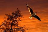 Seagull soaring during sunset
