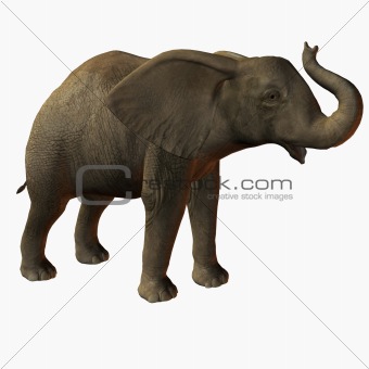 Baby Elephant Trumpet