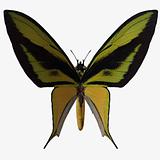 Butterfly-Birdwing X