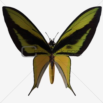 Butterfly-Birdwing X