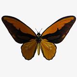 Butterfly-Birdwing Y
