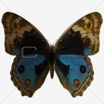Butterfly-Blue Pansy
