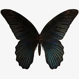 Butterfly-Blue Swallow